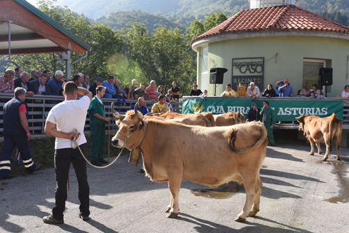 Reses participantes en el Concurso-Exposición de Ganado de Campo de Caso en 2016.