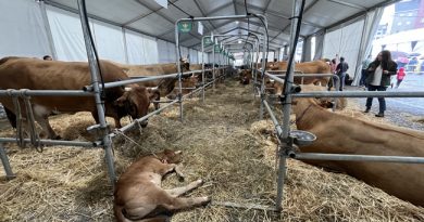 Langreo se prepara para la XXIV Certamen Ganadero Llangréu Natural