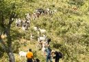 Rebaño de cabras utilizado durante la prueba piloto en Orlé.