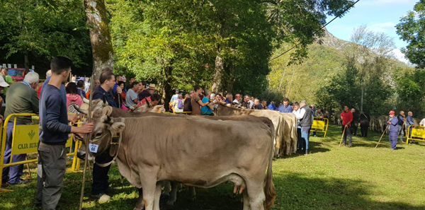 oncurso - Exposición de ganado de Sobrescobio.
