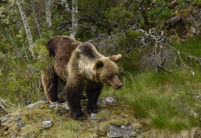 Oso cantábrico. Foto FOP