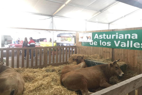 Reses de ganado vacuno Asturiana de los Valles en la edición de 2019 de Llangréu Natural.