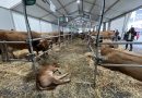 Langreo se prepara para la XXIV Certamen Ganadero Llangréu Natural